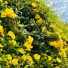 Buy Cat's claw Creeper (Bignonia Gracilis) Plant from Nursery Nisarga