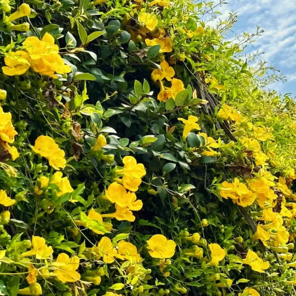 Buy Cat's claw Creeper (Bignonia Gracilis) Plant from Nursery Nisarga