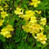 Buy Cat's claw Creeper (Bignonia Gracilis) Plant from Nursery Nisarga