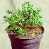 Buy Desmodium Blue Braya Bonsai Tree Online at Nursery NIsarga