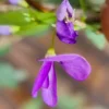 Buy Desmodium Blue Braya Bonsai Tree Online at Nursery NIsarga