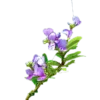 Buy Desmodium Blue Braya Bonsai Tree Online at Nursery NIsarga