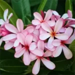 Buy Grafted Dwarf Singaprincess Plumeria champa Nursery Nisarga.in