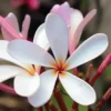 Buy Grafted Dwarf Singaprincess Plumeria champa Nursery Nisarga.in