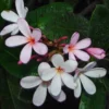 Buy Grafted Dwarf Singaprincess Plumeria champa Nursery Nisarga.in