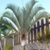 Buy Triangle Palm, Dypsis Decaryi (Wholesale) from Nursery Nisarga