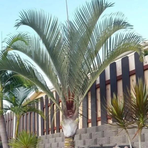 Buy Triangle Palm, Dypsis Decaryi (Wholesale) from Nursery Nisarga