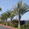 Buy Triangle Palm, Dypsis Decaryi (Wholesale) from Nursery Nisarga