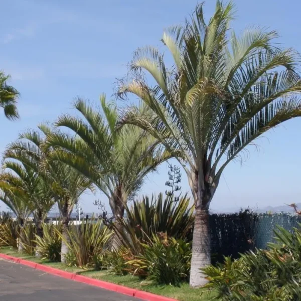 Buy Triangle Palm, Dypsis Decaryi (Wholesale) from Nursery Nisarga