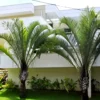 Buy Triangle Palm, Dypsis Decaryi (Wholesale) from Nursery Nisarga