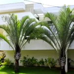 Buy Triangle Palm, Dypsis Decaryi (Wholesale) from Nursery Nisarga