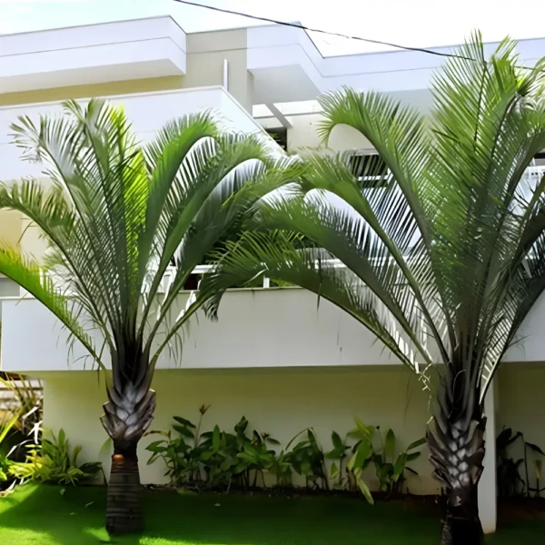 Buy Triangle Palm, Dypsis Decaryi (Wholesale) from Nursery Nisarga