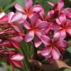 Buy Temple Tree Thailand Variety (Plumeria Rubra)