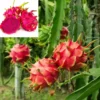 Buy Red Dragon Fruit Plant (Hylocereus undatus) from Nursery Nisarga