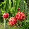 Buy Red Dragon Fruit Plant (Hylocereus undatus) from Nursery Nisarga