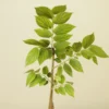 Buy Singapore cherry plant online at NURSERY NISARGA