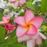 Buy Temple Tree Thailand Variety (Plumeria Rubra) Nursery Nisarga.in