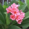 Buy Temple Tree Thailand Variety (Plumeria Rubra)