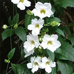 Buy Thunbergia grandiflora alba (White) Nursery Nisarga.in