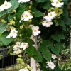 Buy Thunbergia grandiflora alba (White) from Nursery Nisarga