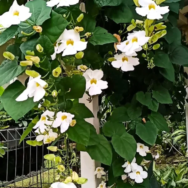 Buy Thunbergia grandiflora alba (White) from Nursery Nisarga