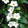 Buy Thunbergia grandiflora alba (White) from Nursery Nisarga