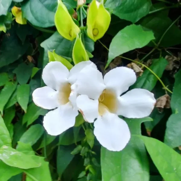 Buy Thunbergia grandiflora alba (White) from Nursery Nisarga