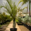 Buy Triangle Palm, Dypsis Decaryi (Wholesale) from Nursery Nisarga