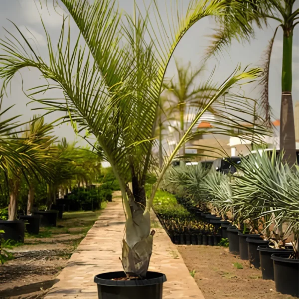 Buy Triangle Palm, Dypsis Decaryi (Wholesale) from Nursery Nisarga