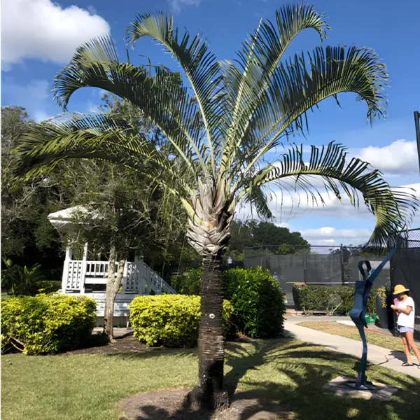 Buy Triangle Palm, Dypsis Decaryi (Wholesale) from Nursery Nisarga