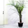 Buy Triangle Palm, Dypsis Decaryi (Wholesale) from Nursery Nisarga