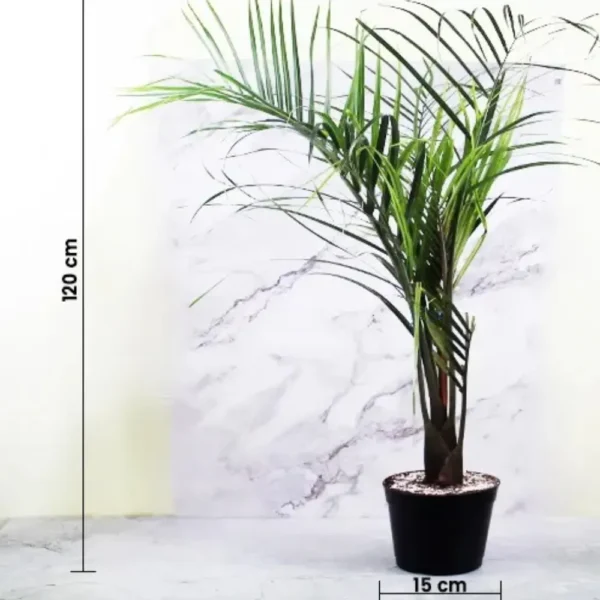 Buy Triangle Palm, Dypsis Decaryi (Wholesale) from Nursery Nisarga