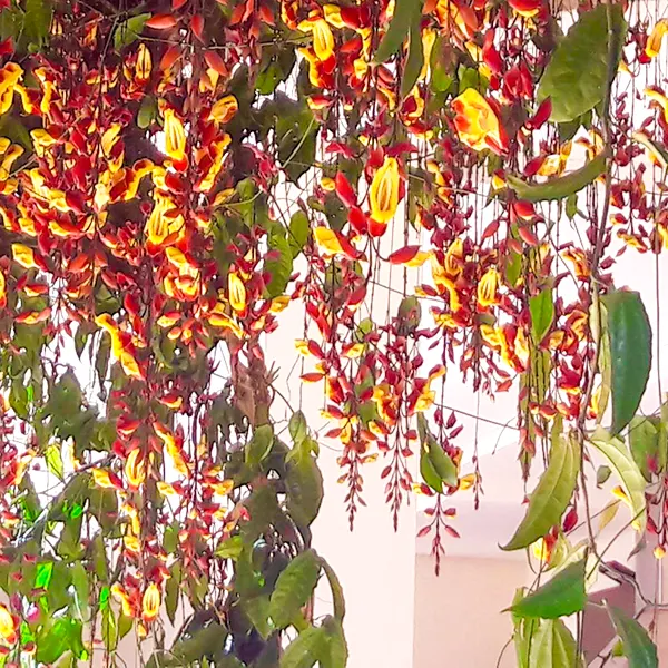 Buy Thunbergia mysorensis | Mysore Clock Vine Online - Nursery Nisarga
