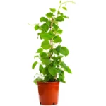 Buy Grafted Kiwifruit "Actinidia deliciosa" Plant- Nursery Nisarga