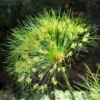 Buy Cyperus papyrus, Aquatic plant Online- Nursery Nisarga