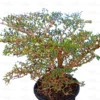 Buy Bonsai Terminalia Green Plant Online at Nursery Nisarga