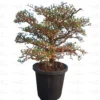 Buy Bonsai Terminalia Green Plant Online at Nursery Nisarga