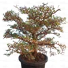 Buy Bonsai Terminalia Green Plant Online at Nursery Nisarga