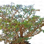 Buy Bonsai Terminalia Green Plant Online at Nursery Nisarga