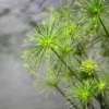 Buy Cyperus papyrus, Aquatic plant Online- Nursery Nisarga