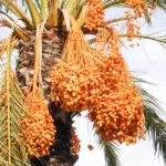 Buy Date Palm, Khajur (Phoenix dactylifera) - Plant Online