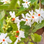 Buy Mini Scented Parijat Plant (Dwarf) online- Nursey Nisarga