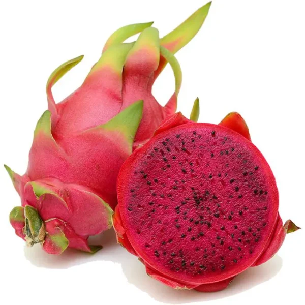 Buy Red Dragon Fruit Plant (Hylocereus undatus) from Nursery Nisarga
