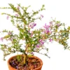 Buy Desmodium Blue Braya Bonsai Tree Online at Nursery NIsarga