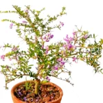 Buy Desmodium Blue Braya Bonsai Tree Online at Nursery NIsarga