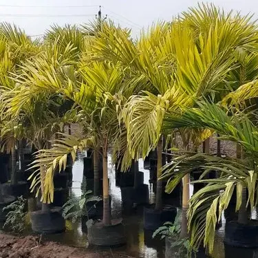 Buy Dypsis lutescens Golden palm, Areca palm - Nursery Nisarga