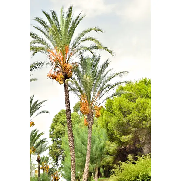 Buy Date Palm, Khajur (Phoenix dactylifera) - Plant Online