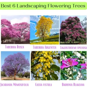 Buy Best 6 Landscaping Flowering Trees Online at Nursery Nisarga