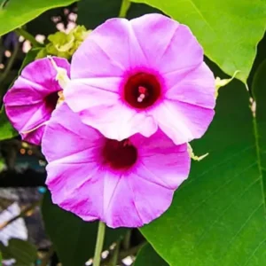 Buy Elephant Creeper, “Argyreia Nervosa” – Plant from Nursery Nisarga