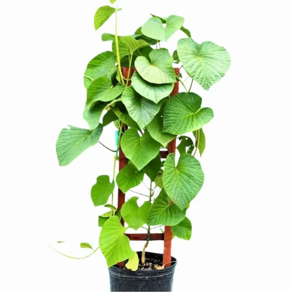 Buy Elephant Creeper, “Argyreia Nervosa” – Plant from Nursery Nisarga